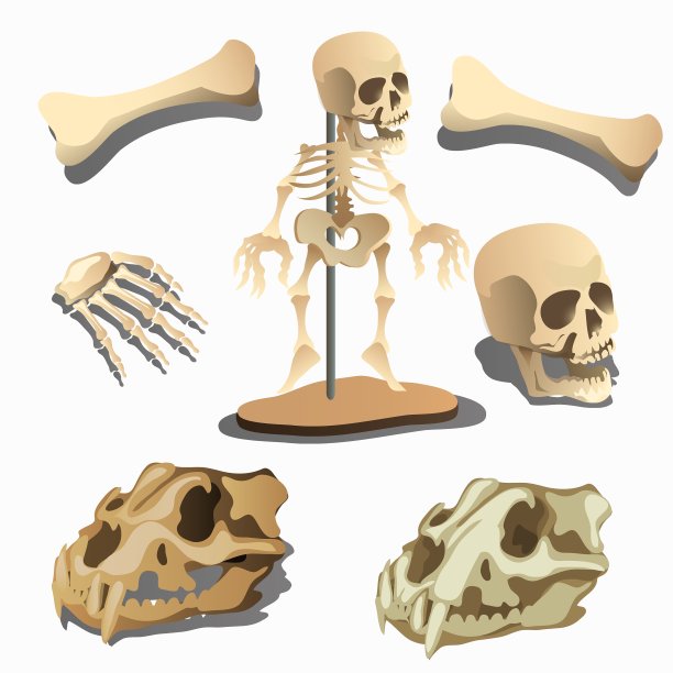 人类的骨骼和动物的头骨图片下载