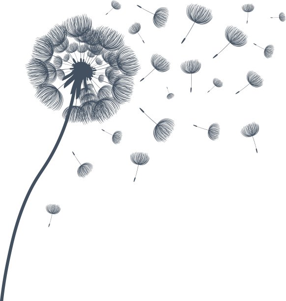 摘要蓬松的蒲公英花图片下载