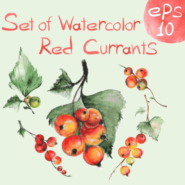 水彩红醋栗图片下载