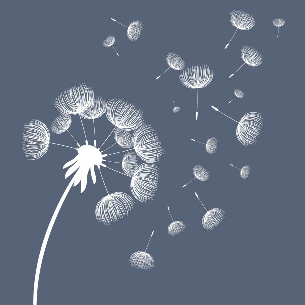 摘要蓬松的蒲公英花图片下载