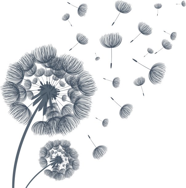 摘要蓬松的蒲公英花图片下载