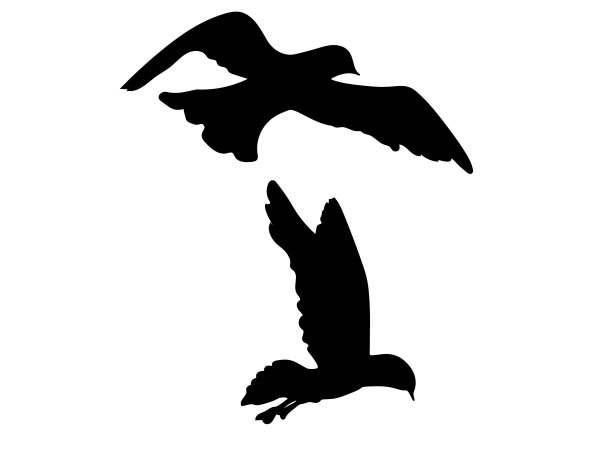 海鸥鸟轮廓图片下载