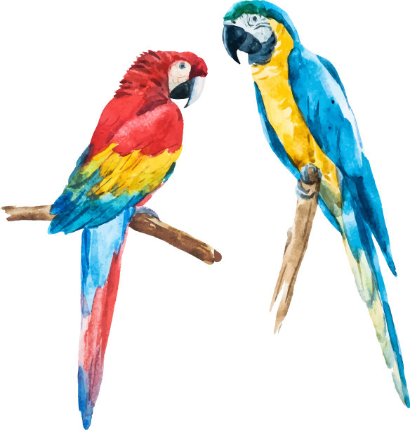 水彩的鹦鹉图片下载