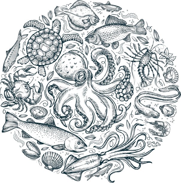 海洋动物或海鲜手绘草图图片下载