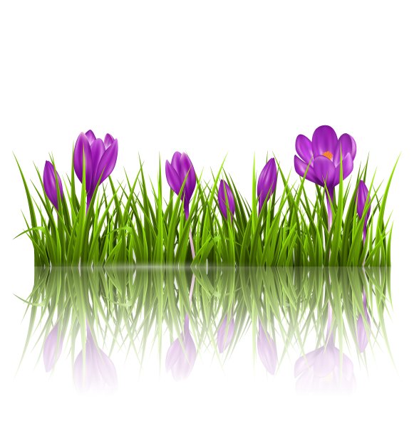 绿草如茵的草坪和紫罗兰般的番红花图片下载