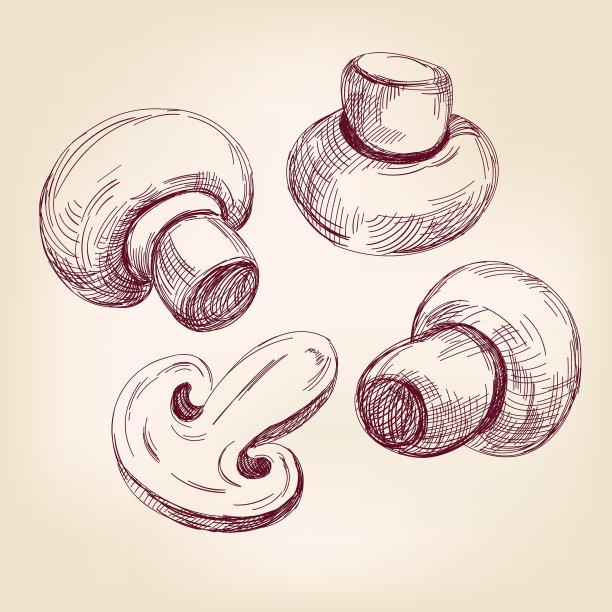 蘑菇组手绘插图图片下载