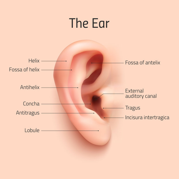 逼真的信息图耳朵图标图片下载