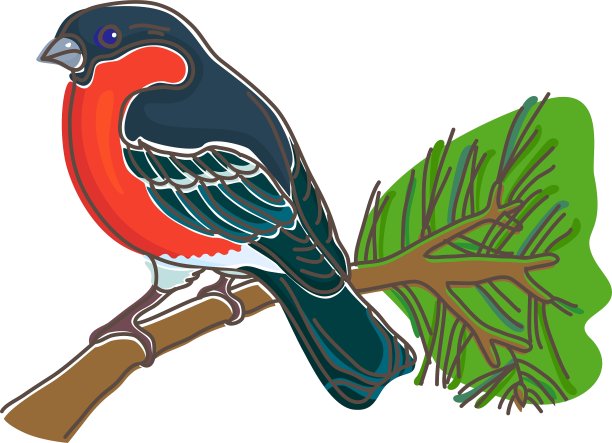 红腹灰雀图片下载