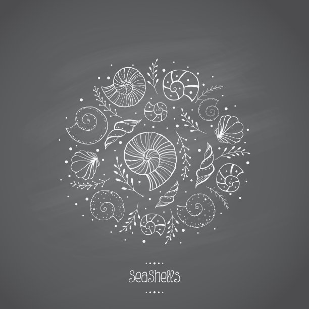 在黑板上的海贝素描图片下载