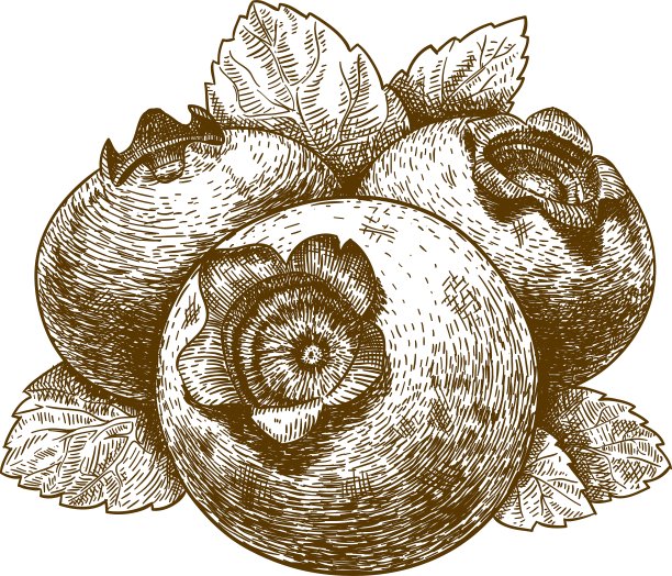 雕刻蓝莓图片下载