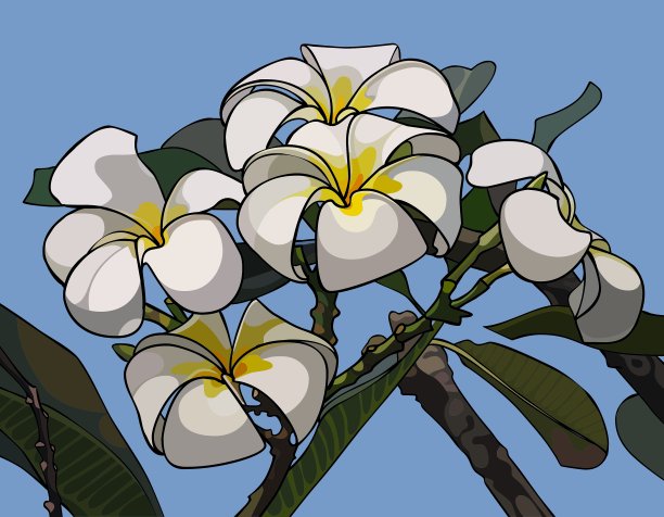 枝与花鸡蛋花图片下载