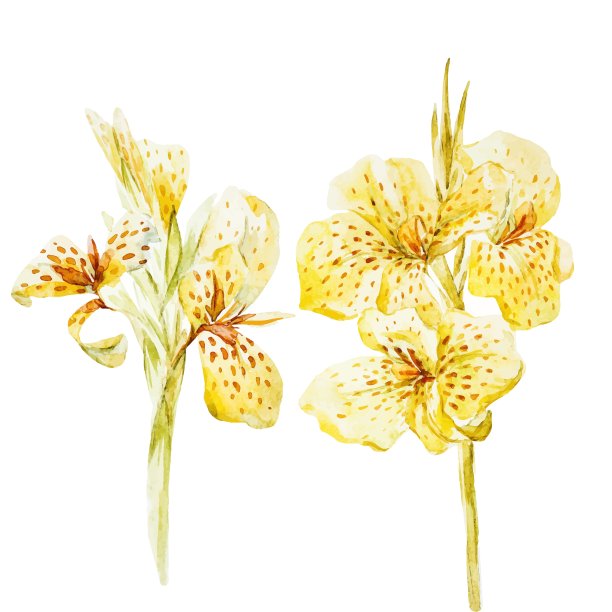 美人蕉花图片下载