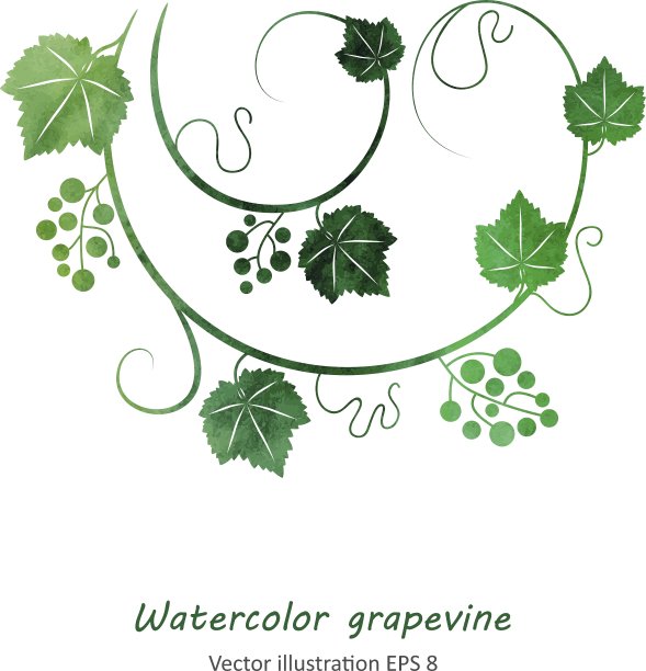 水彩风格的绿色葡萄藤图片下载