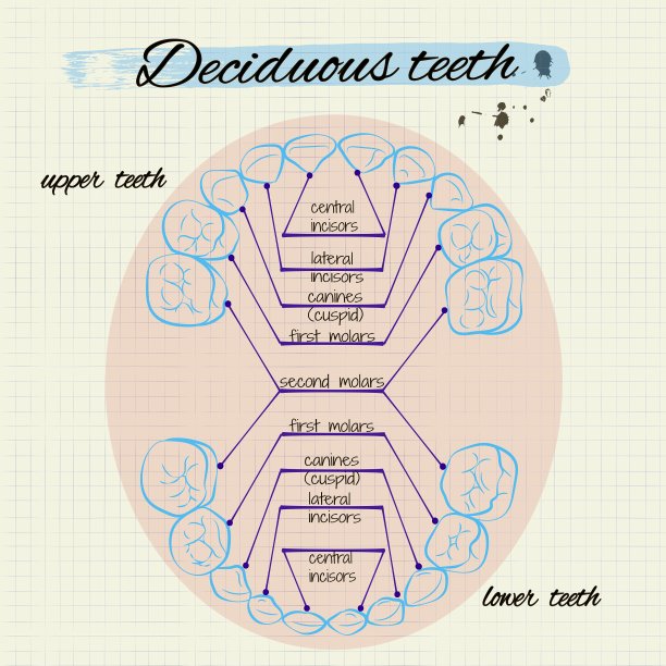 人的牙齿图片下载