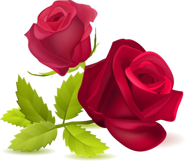 现实的红玫瑰上的白色图片下载