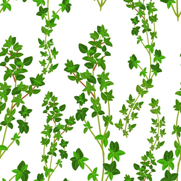 百里香的无缝质地图片下载