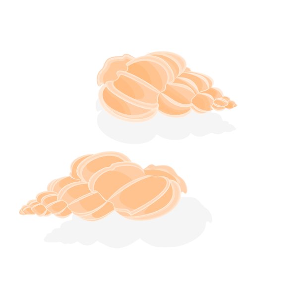 贝壳的海洋生物图片下载