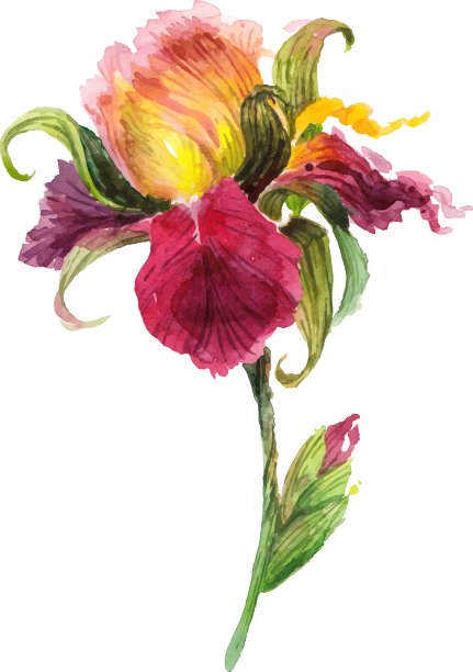 美丽的水彩画鸢尾花图片下载