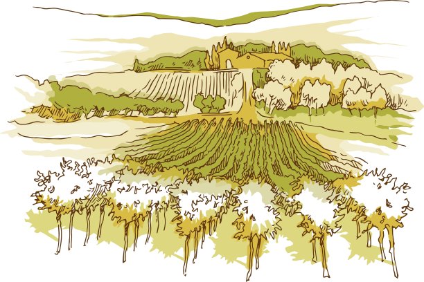 手工素描的葡萄田和葡萄园图片下载