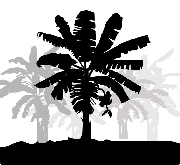 香蕉树的轮廓图片下载