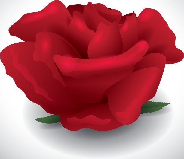 玫瑰花图片下载