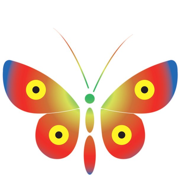 白色背景下彩色蝴蝶的特写镜头图片下载