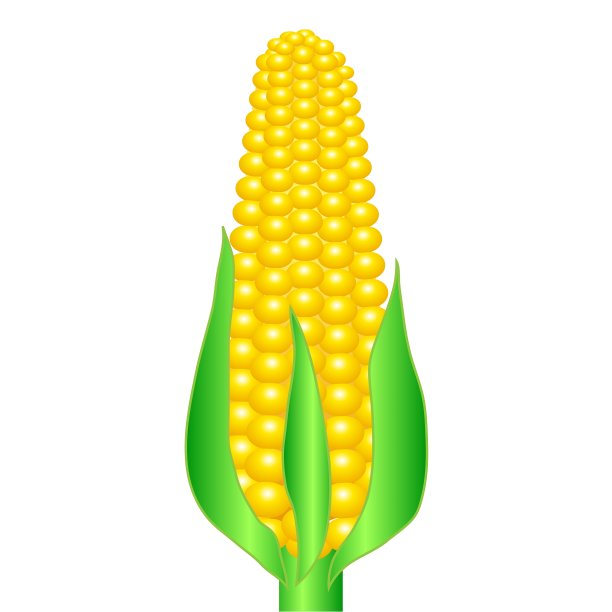 一穗玉米图片下载