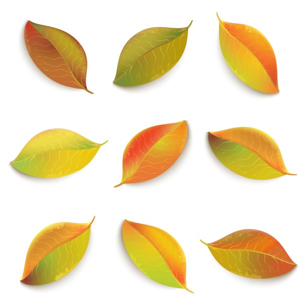 秋叶孤立在白色的背景上图片下载