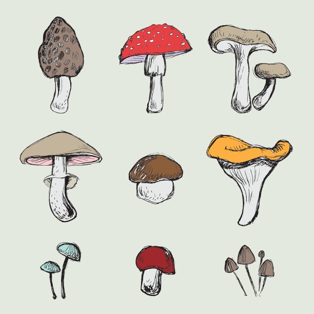 蘑菇集图片下载