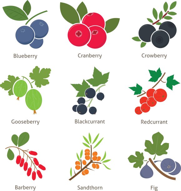 水果和浆果图片下载