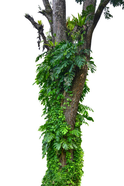 热带生长的怪兽植物爬上一个巨大的树干入侵热带植物与健康的叶片背景。在白色背景上隔离，包括剪切路径。高清图像和大型图片下载