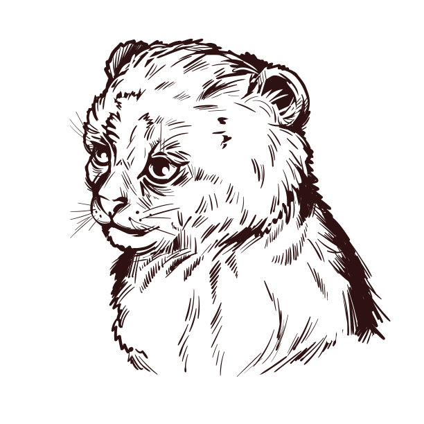 美洲狮幼豹雅古蒂动物肖像素描t恤印花，单色。美洲豹的矢量图。艾拉的侧面，像猫一样的食肉动物画。美洲虎手绘插图。图片下载