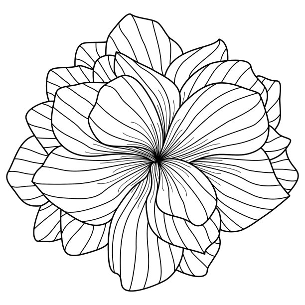 海棠花画在白色的背景图片下载