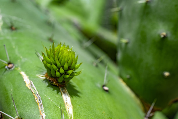 绿叶，近距离拍摄仙人掌花图片下载