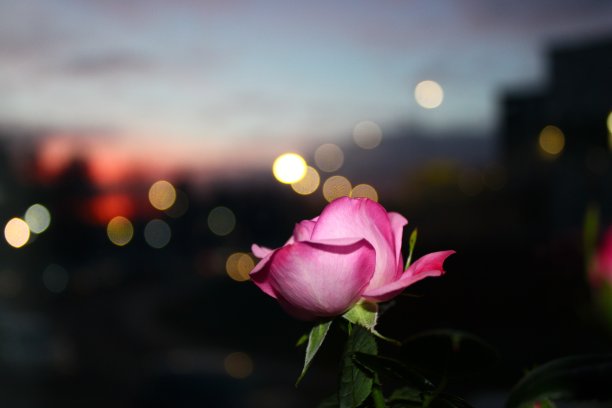 黄昏中的美图片下载