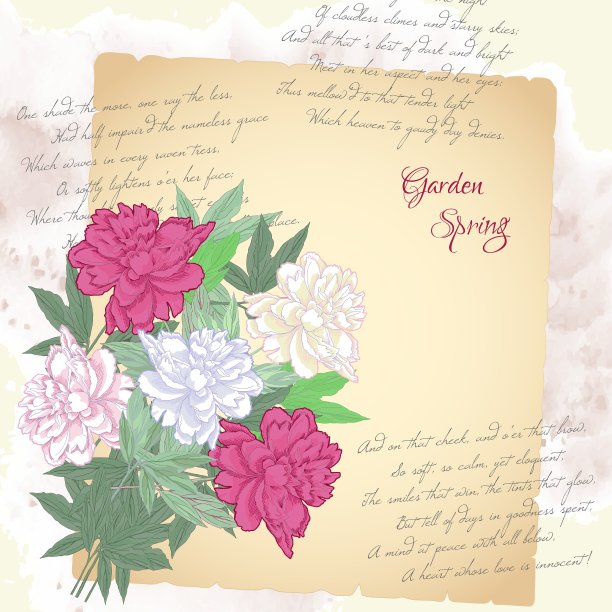 背景有粉红色的白色牡丹图片下载