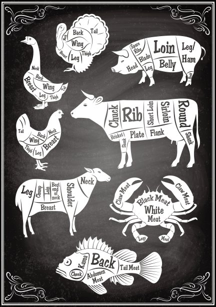 一组不同动物的剖面图图片下载