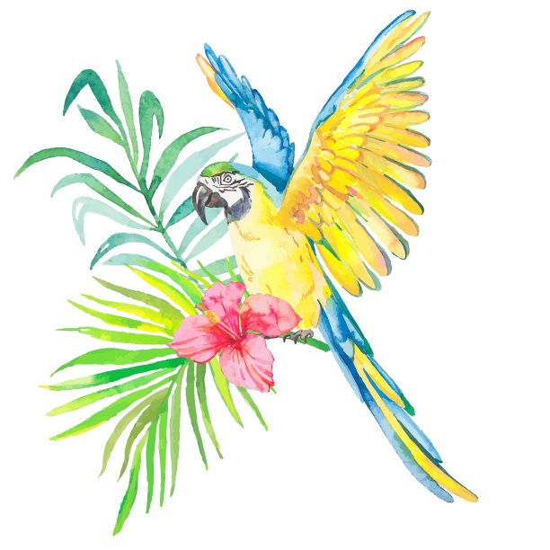 热带鸟类孤立在白色背景图片下载
