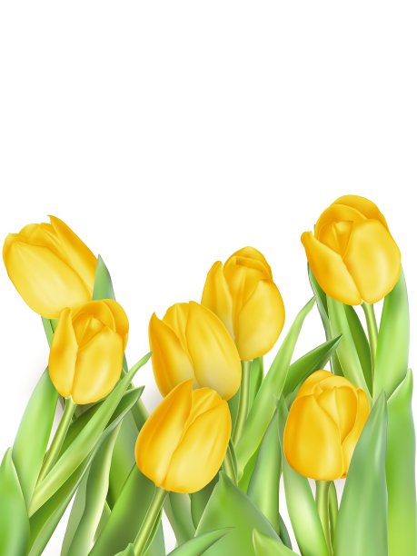 郁金香花孤立EPS 10图片下载