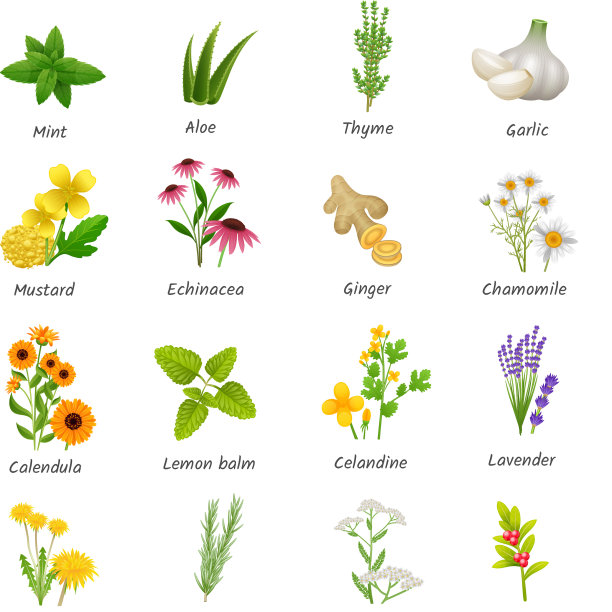 草药植物平面图标设置图片下载