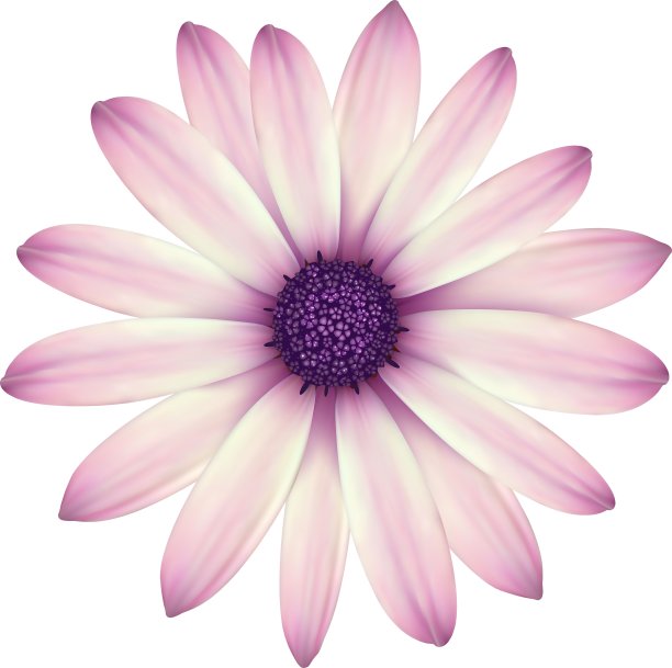 明亮的春天的花朵图片下载