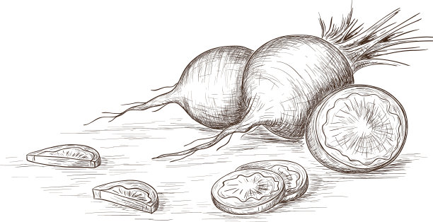 手绘萝卜图片下载