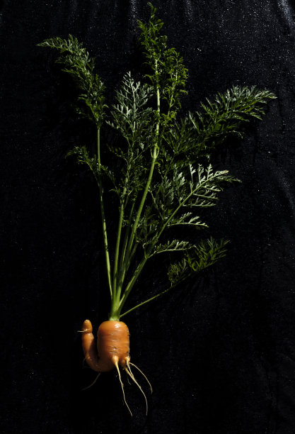 胡萝卜是一种橙色的蔬菜根图片下载