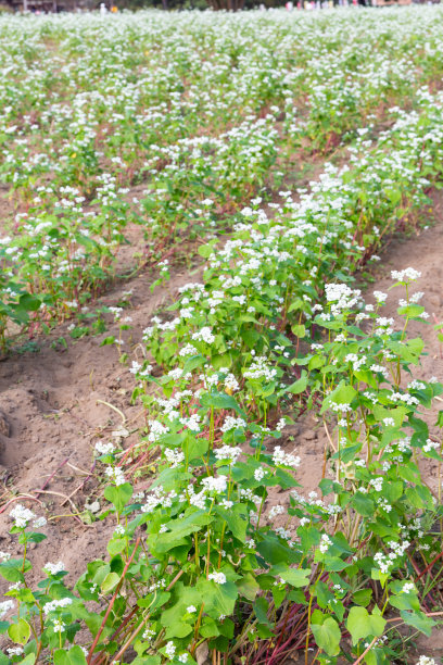 荞麦花图片下载