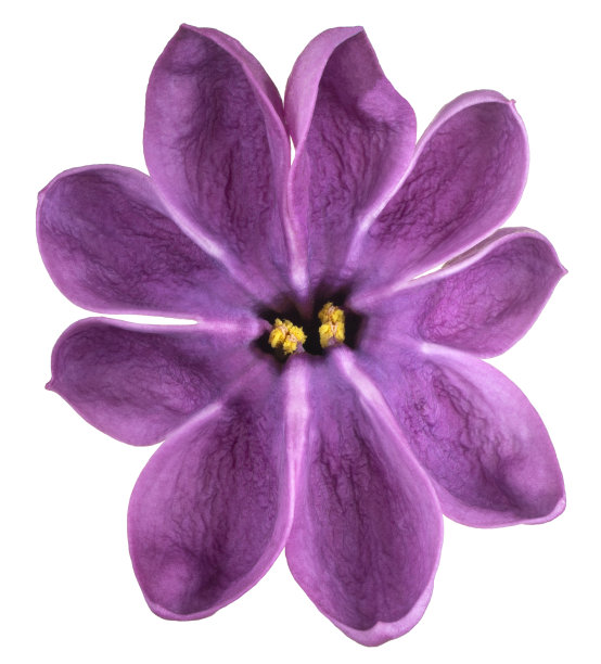 花孤立图片下载