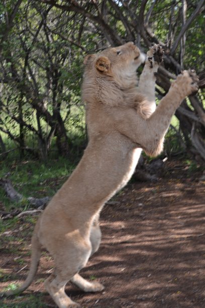 白狮幼崽图片下载