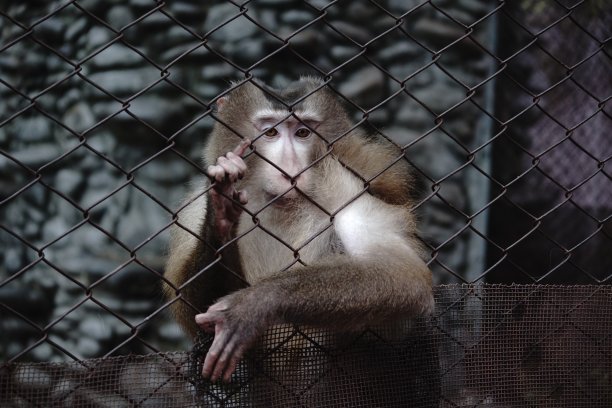 可爱的猴子被困在笼子里图片下载