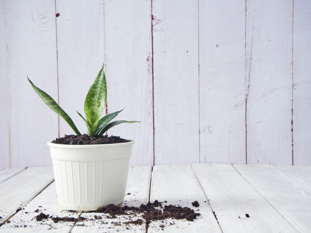 虎尾兰在旧木上的白色花盆里。图片下载