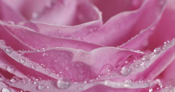 极微距拍摄的彩色花朵。概念多彩的完美的自然，露珠在五彩鲜嫩的玫瑰上旋转图片下载