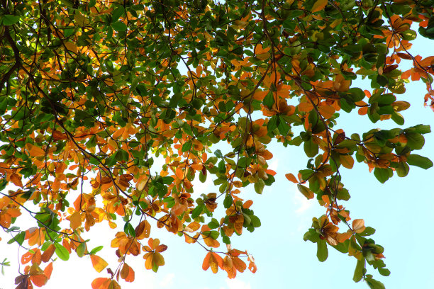 越南胡志明市的底观枝与红叶随冬季变化图片下载